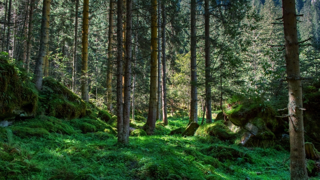 კოლხური ტყეები UNESCO-ს ბუნებრივ მემკვიდრეობად გამოცხადდება