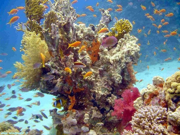 ტურიSharm el-Sheikh